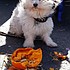 photo thumbnail