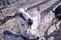 photo thumbnail