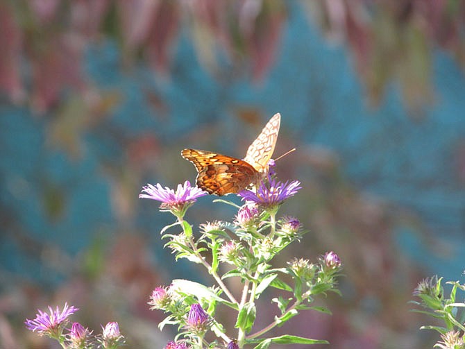 Photo detail