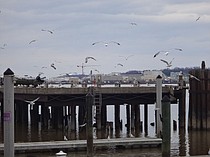 photo thumbnail