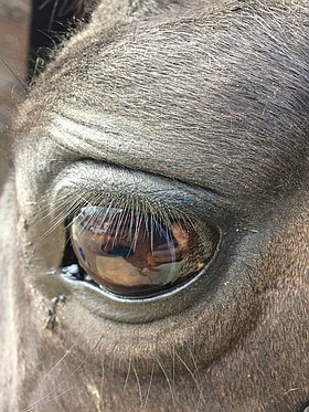 Photo detail