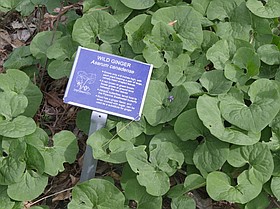 Photo detail