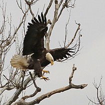 photo thumbnail