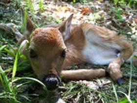 Photo detail