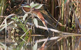 Photo detail