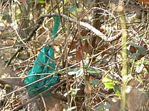 photo thumbnail