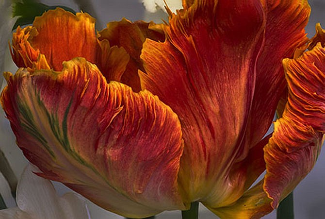 Photo detail
