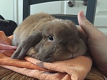 photo thumbnail