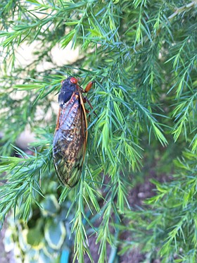 Photo detail