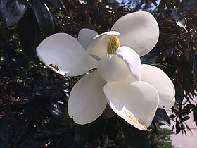 Photo detail