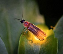 photo thumbnail