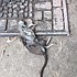 photo thumbnail
