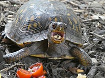 photo thumbnail