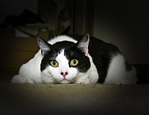 photo thumbnail