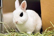 photo thumbnail