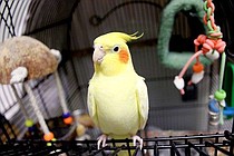 photo thumbnail
