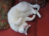 photo thumbnail