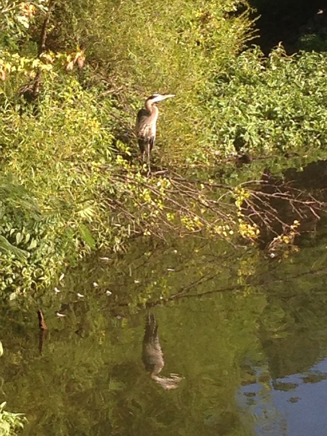 A long-legged water bird hangs out in his usual spot, stalking prey in Kingstowne Lake on Sunday, July 20.