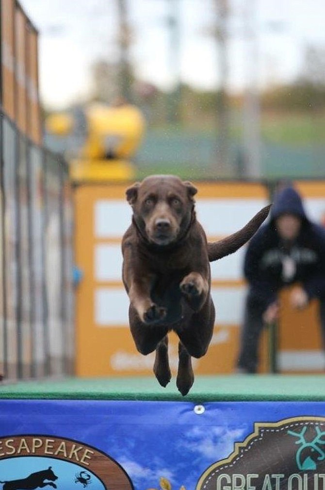 Bella Marie doing what she loves — jumping from a dock for her toy!  You and your dog can do this. Next practice is Saturday Aug. 5 at 9:45 a.m. at Maggie Malick Wine Caves in Purcellville, Va. Bella is a member of www.chesapeakedockdogs.com. Hope to see you at the dock! — Vicki L. Krause
