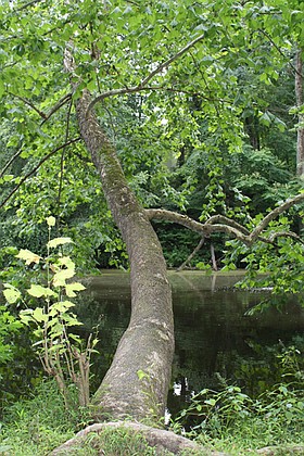 Photo detail
