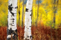 photo thumbnail