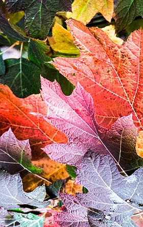 Photo detail
