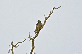 Photo detail