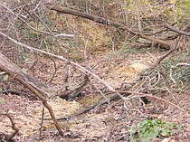 photo thumbnail