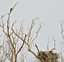 photo thumbnail