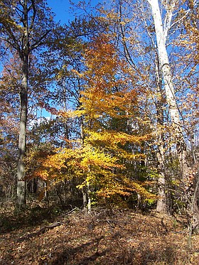Photo detail