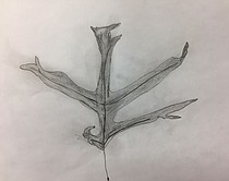 photo thumbnail