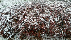 Photo detail