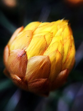 Photo detail