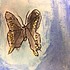 photo thumbnail