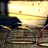 photo thumbnail