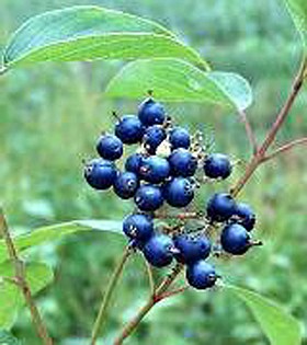 Photo detail