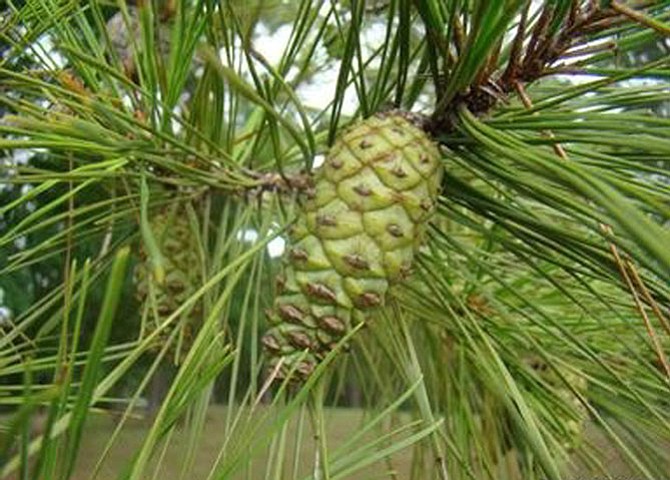 Photo detail