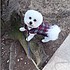 photo thumbnail