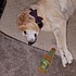 photo thumbnail