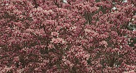 Photo detail