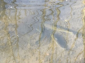 Photo detail