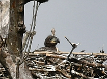 photo thumbnail