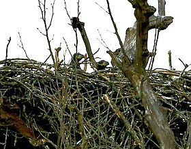 Photo detail