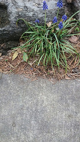 Photo detail