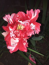 photo thumbnail