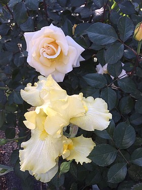 Photo detail