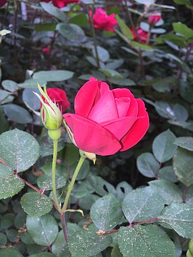 Photo detail