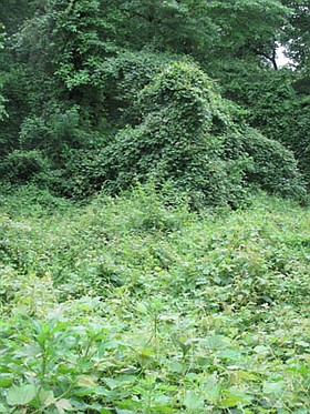 Photo detail