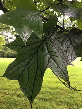 Photo detail