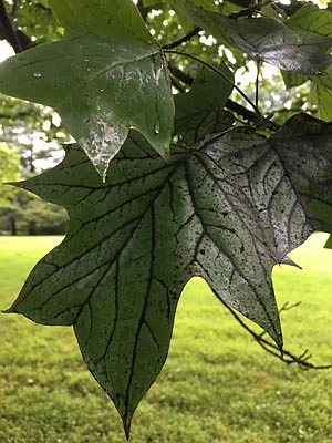 Photo detail